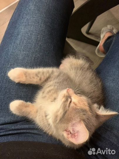 Котенок Дынька (девочка, 3 месяца)