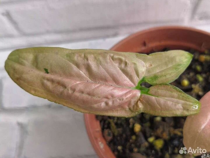 Сингониумы Регина Ред и Т - 25