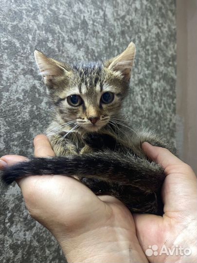 Котятам в приюте очень нужен дом