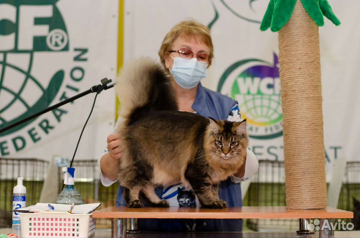 Кот Мейн-кун