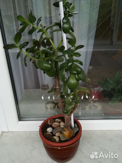 Толстянка, денежное дерево