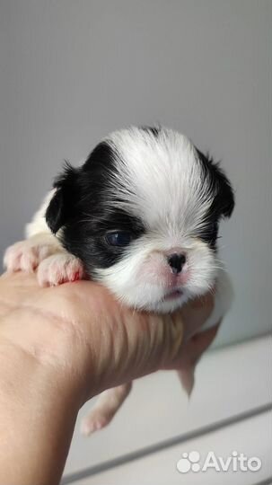 Японский хин