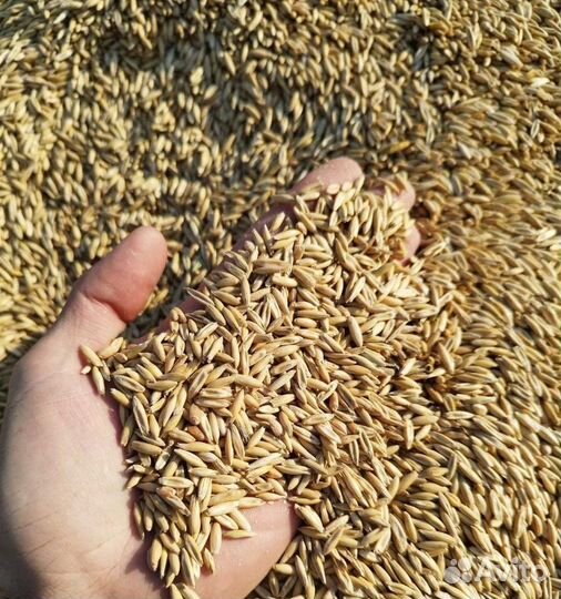 Кормовая пшеница, Фуражный горох корма