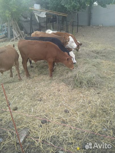 Телята 5 мес