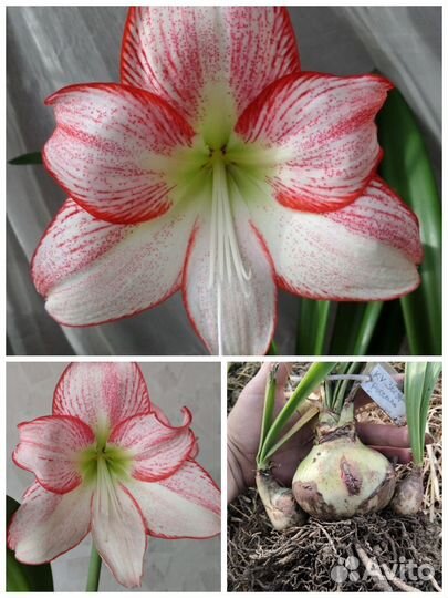 Гиппеаструм