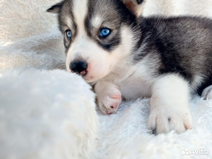 Щенки Хаски