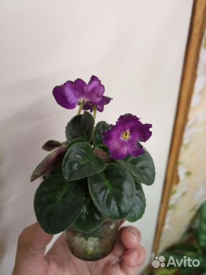 Фиалка мини, 100