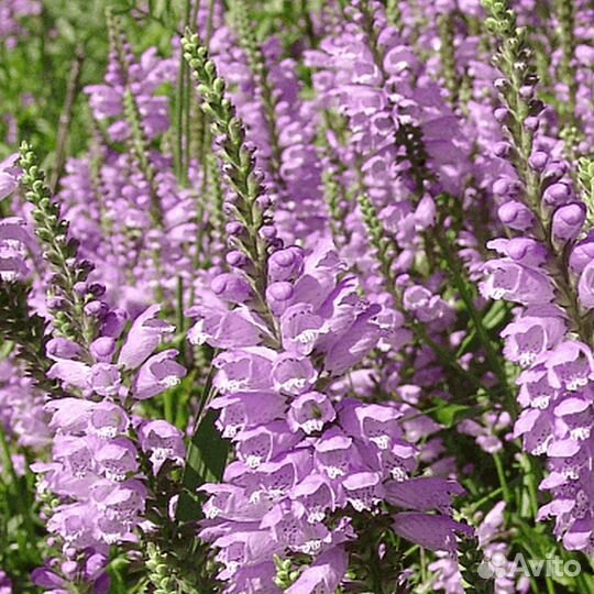 Растения садовые Симферополь