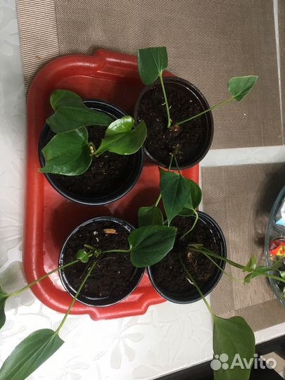 Комнатные цветы антуриум