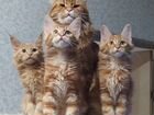 Котята Мейн-кун с родословной объявление продам