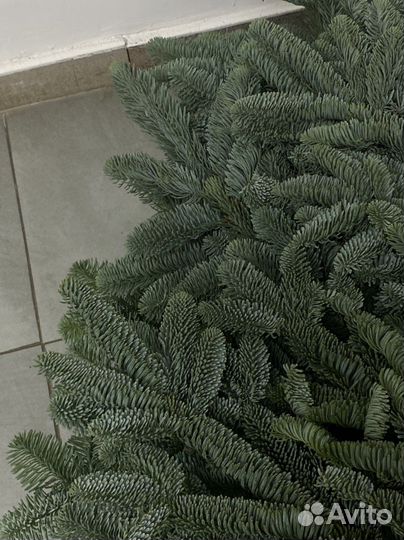 Нобилис 1 банч авито доставка