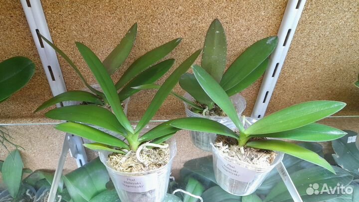 Орхидея Phal. Hatuyuki