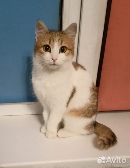 Кошка