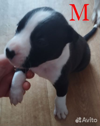 Щенки американского стаффордширского терьера