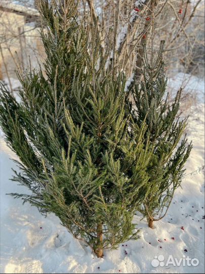 Ель русская красавица