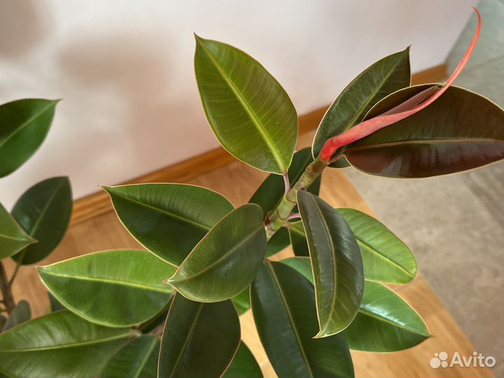 Фикус мелани