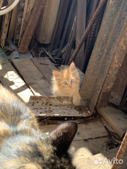 Котята в добрые руки