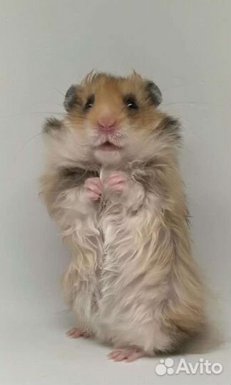 Сирийский хомяк подростки