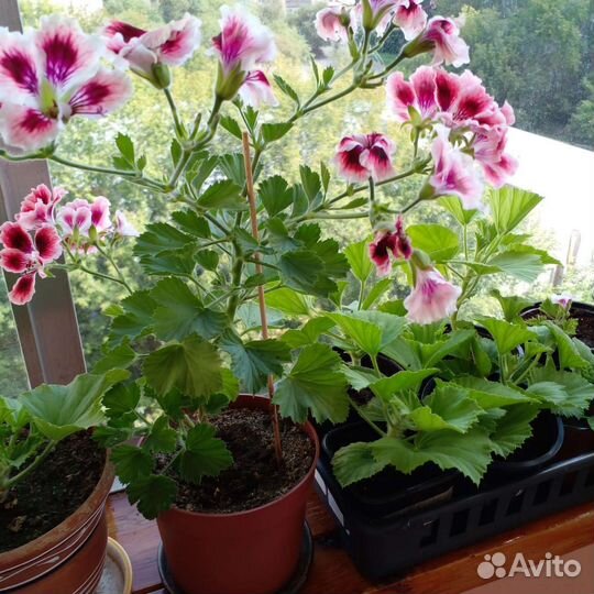 Пеларгония герань королевская