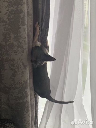 Донской сфинкс