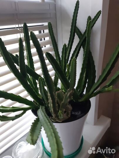 Герань пеларгония белая и красная