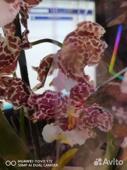 Орхидея кабрия в ассортименте