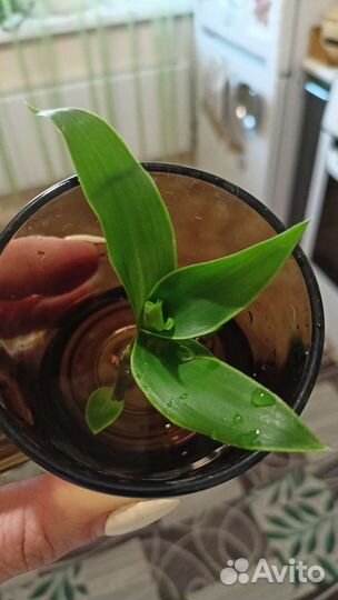 Растение золотой ус