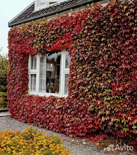 Виноград Вичи