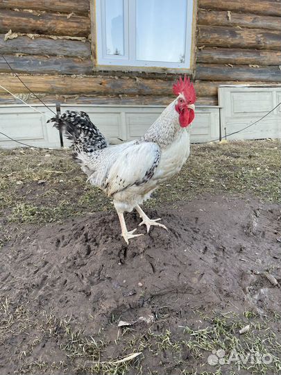 Петухи Легорн