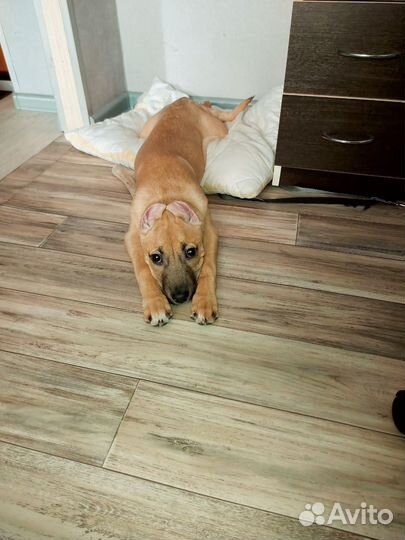 Отдам в добрые руки