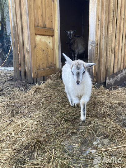 Продаются козлята