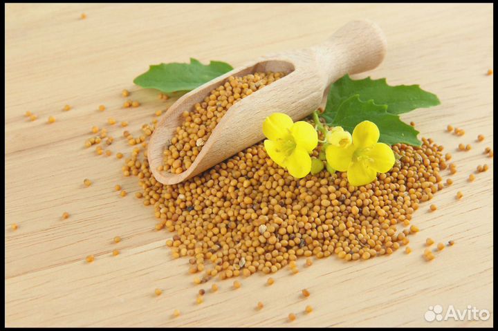 Горчица Желтая, семена от производителя