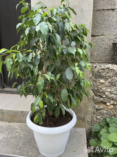 Фикус бенджамина