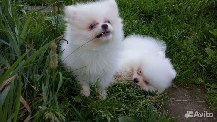 Померанский шпиц мини белый