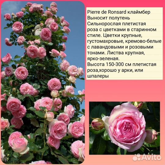 Розы плетистые саженцы