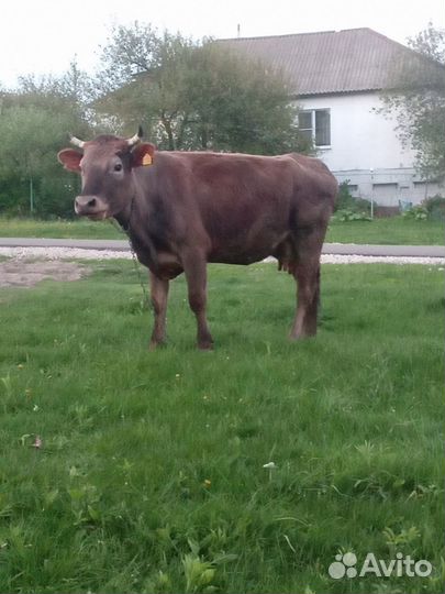 Корова стельная дойная