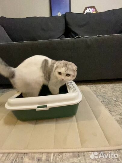 Туалет лоток для кошек и коврик для лотка