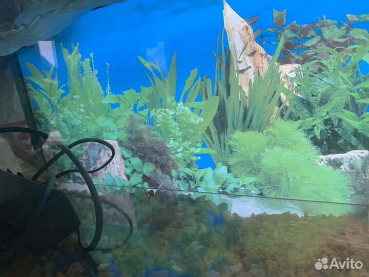 Аквариум с компрессором и камнями
