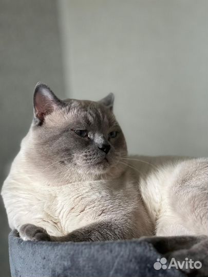 Шотландский кот вязка