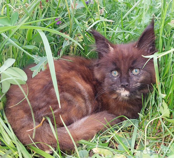 Мейн-кун девочка