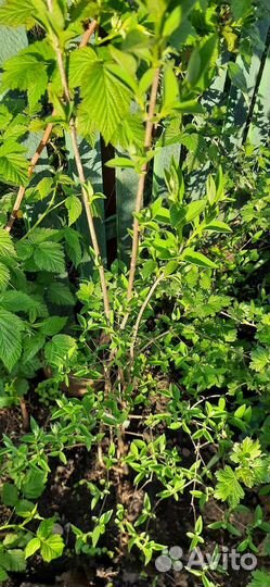 Декоративные кустарники. Пионы