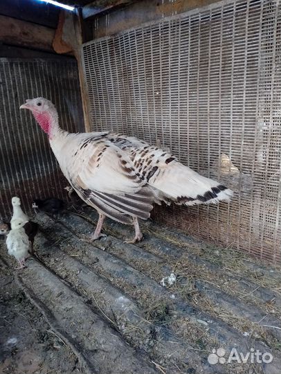 Индюки индюшата