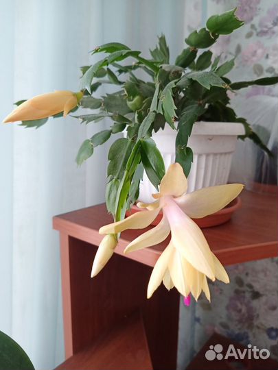 Цветок декабрист