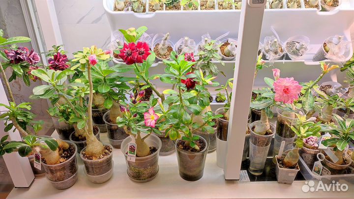 Адениум взрослый