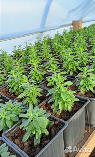 Рассада вегетативной вербены