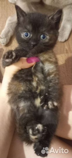 Котята и кошка-мышеловка