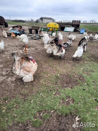 Продам.Яйца домашние индюшиные на инкубацию