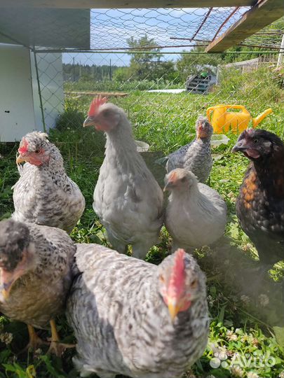 Петушки леггорн и легбар