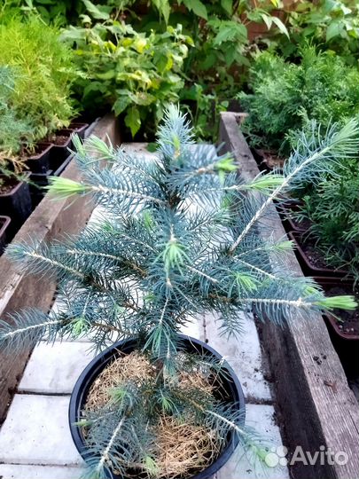 Ель Голубая