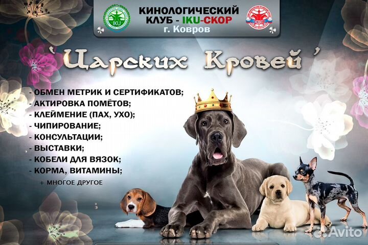 Кинологический Племенной Центр 